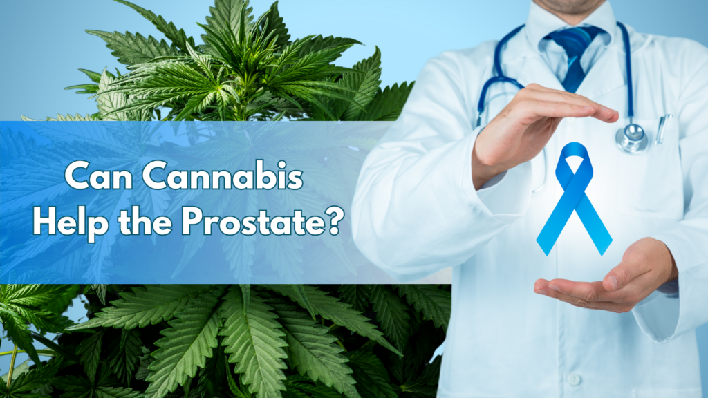 Cannabis and Prostate